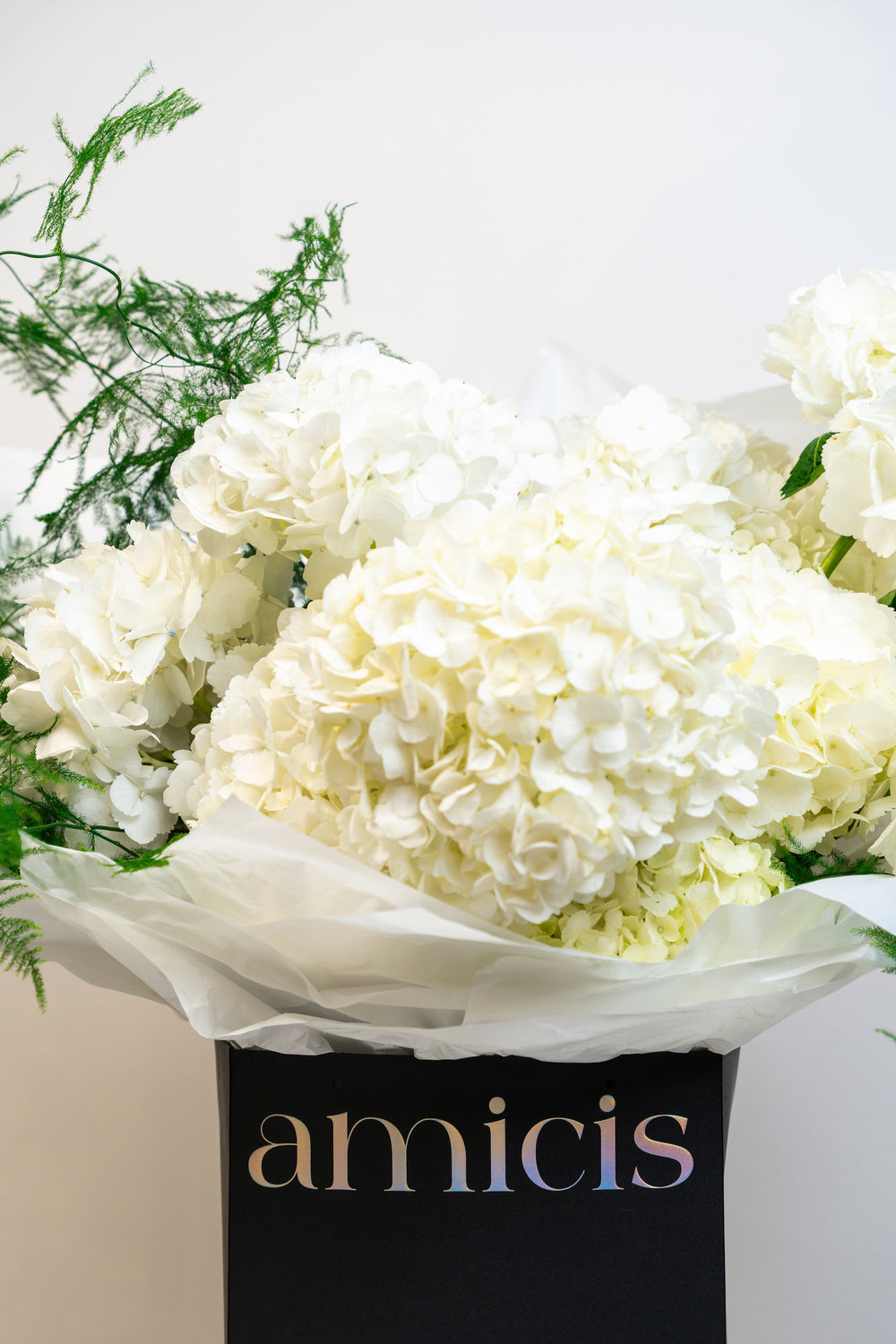 Gentle whisper - lush bouquet of crisp white hydrangeas with trailing green asparagus fern in a black gift box by Amicis