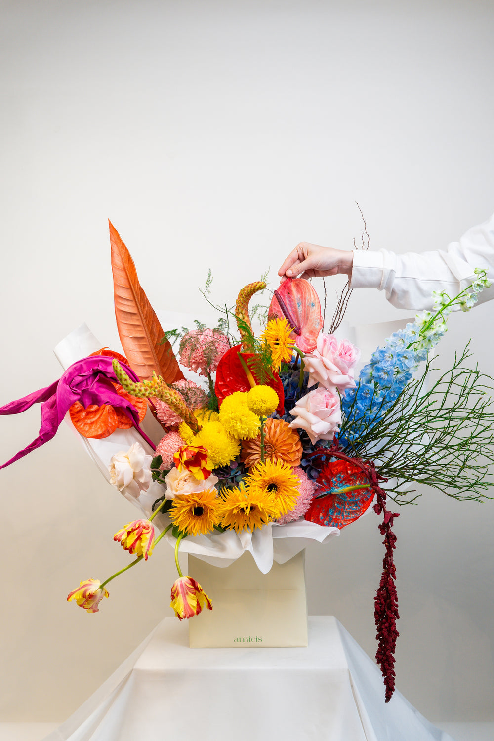 Spring Blossoms - red anthuriums, yellow gerberas, blush roses, blue delphinium, orange tulips, and trailing amaranthus in a white box by Amicis.