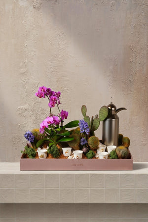 Succulent - magenta orchids, lavender muscari, green cacti, and a silver dallah arranged in a blush pink tray by Amicis.