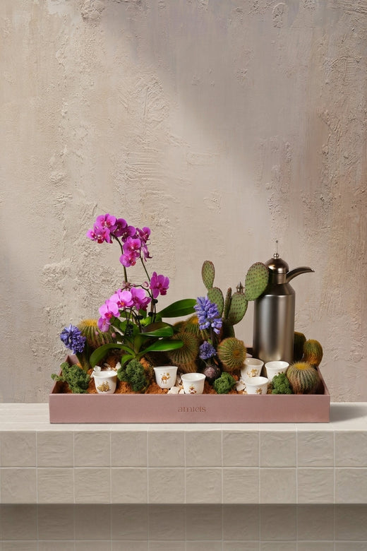 Succulent - magenta orchids, lavender muscari, green cacti, and a silver dallah arranged in a blush